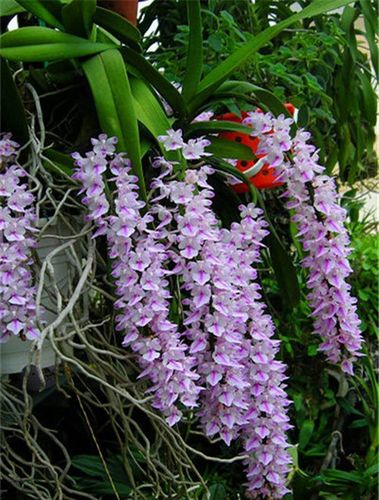 狐尾兰 万代兰 指甲兰湿唇兰花多稀有附生兰花 盆栽盆景开花漂亮