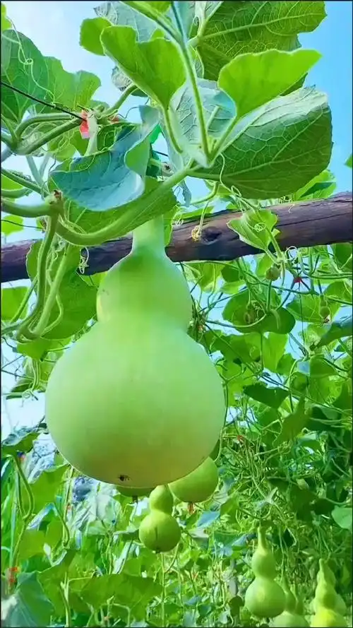 绿色田园之中,每根葫芦藤似都有秘密藏在细节中.