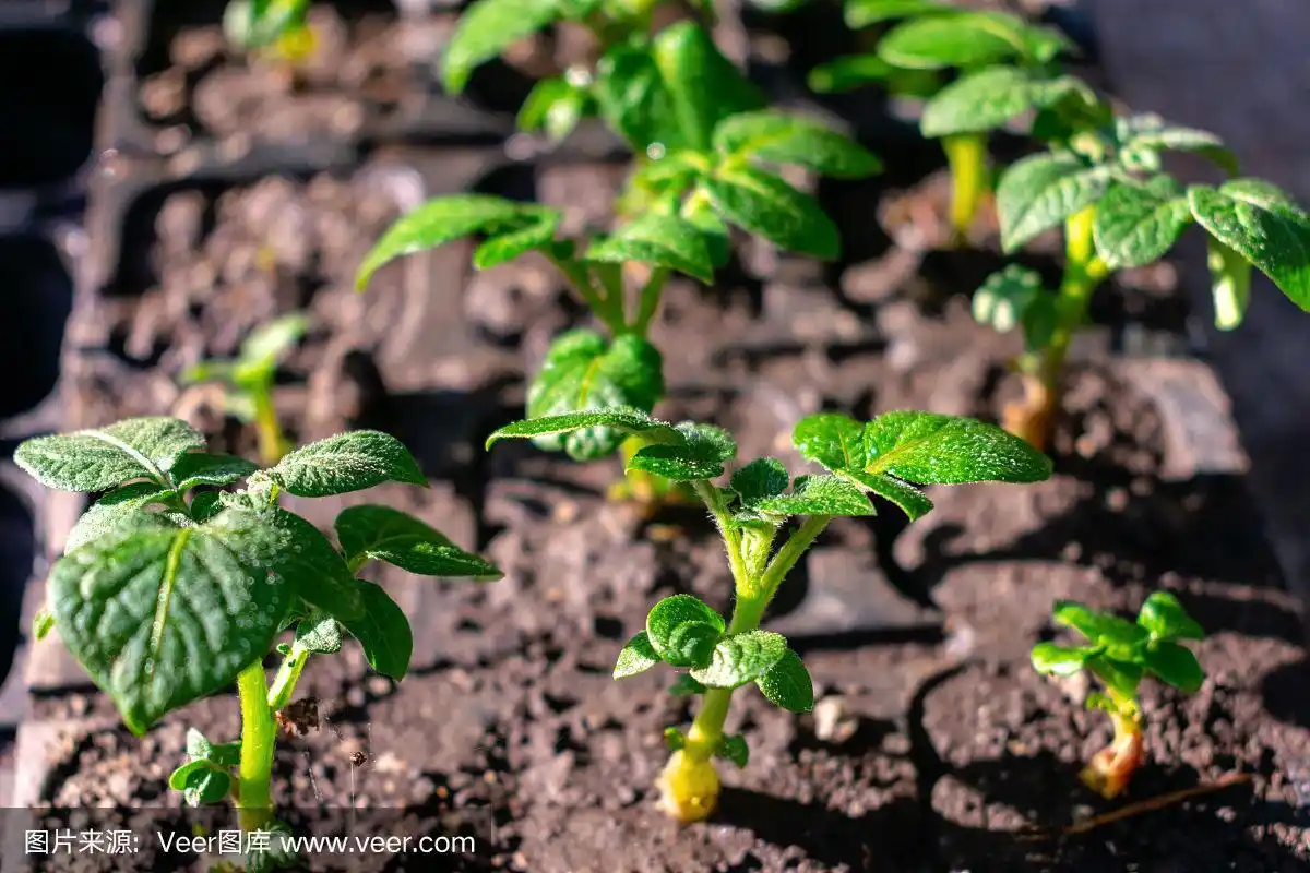 发芽马铃薯块茎.种植园背景上的土豆种子的绿色嫩芽.