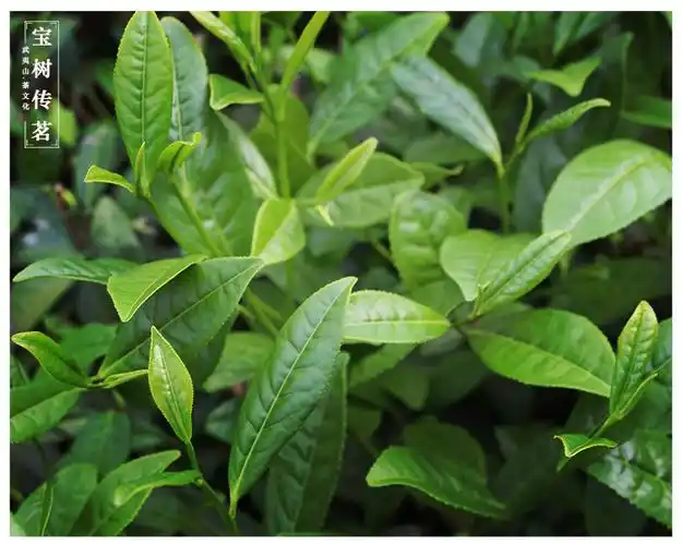 2015年明茶桐木关黄芽金骏眉红茶散装实惠茶叶批发