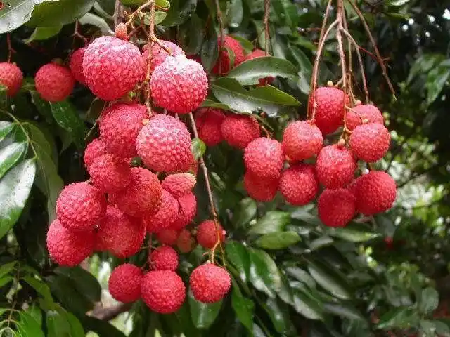 日啖荔枝三百颗不辞长作岭南人作为一个广州从化人荔枝之乡可能是从少