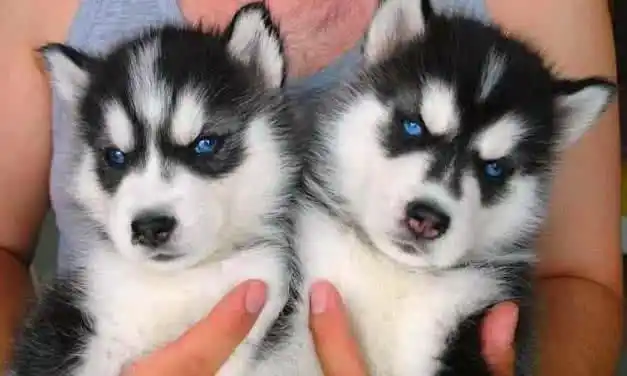 哈士奇生了一窝串串,闭着眼睛像中华田园犬,一睁眼睛惊艳了