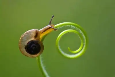 蜗牛唯美壁纸图片大全