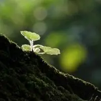 一颗小草的微信头像【点击鼠标右键下载】