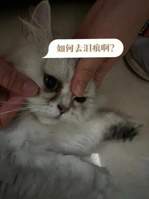 家人们有人知道如何去泪痕吗