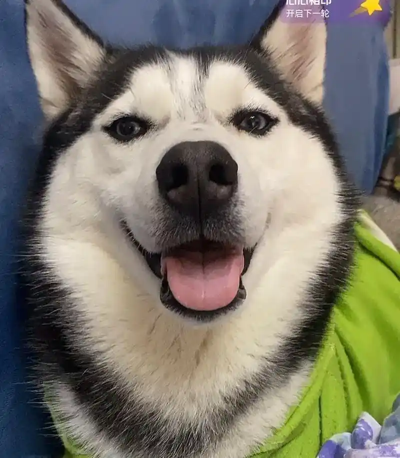 肉:我常翻看我的照片,然后在想,我到底是一只怎样的狗#哈士奇 - 抖音