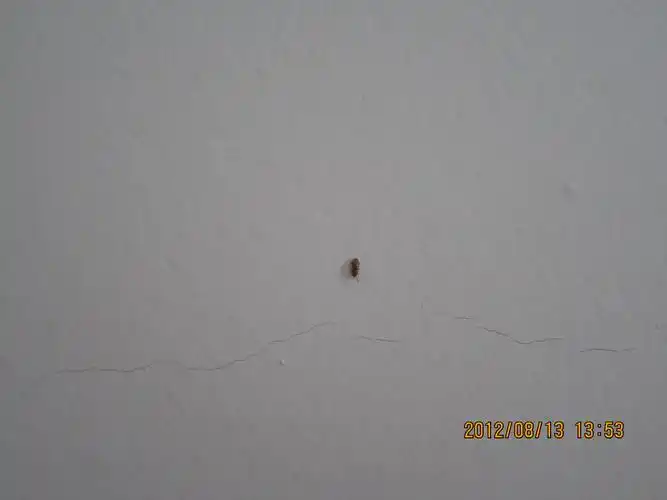 卧室地板生小虫 是书虱吗 怎么杀灭