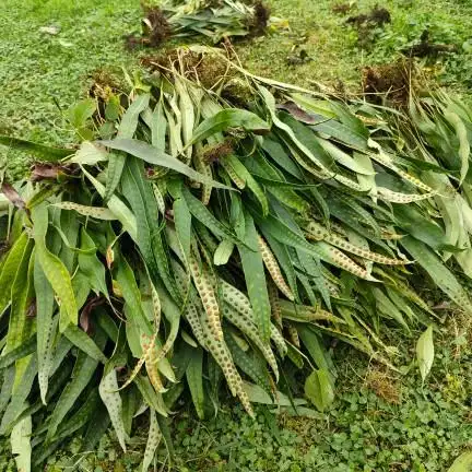 肾精茶黄金茶化石草男性滋补肝肾健腰益精利尿保健泡酒茶中草药材