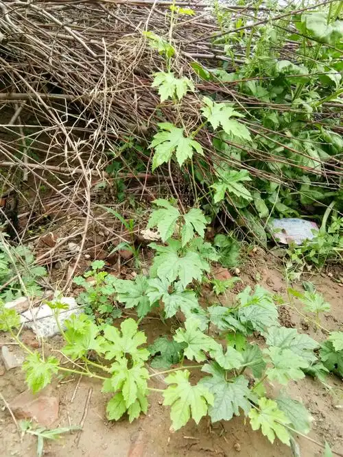苦瓜秧在攀爬