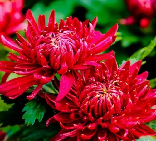 红菊热情似火,正如我们对兴趣小组的热爱