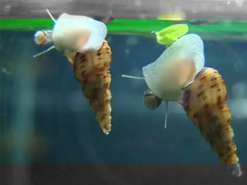 马来螺——观察日记之十