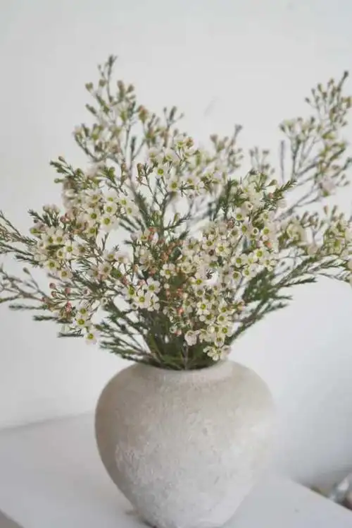 澳洲腊梅,清香橘子味——9.9元一只,3只起团