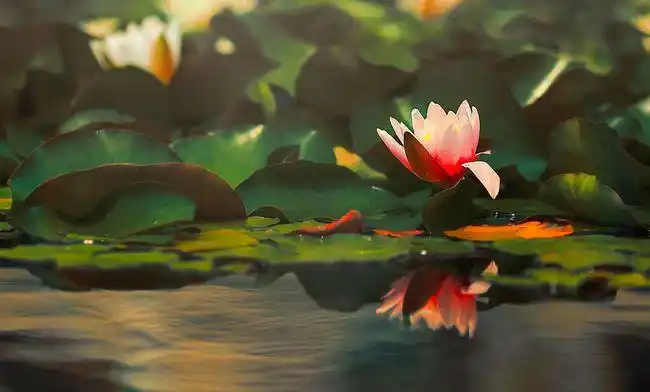 禅乐心静如水让您静下浮躁的心静心生慧