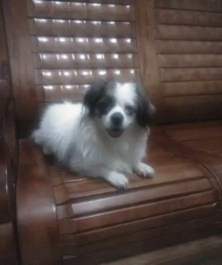 蝴蝶犬串串找男朋友