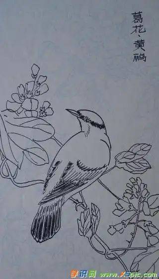 花鸟画铅笔画图片_铅笔画图片大全