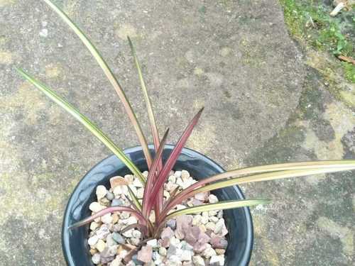 极品兰花 蕙兰 稀有品种 本园独有 中透线艺 红秀妃 七彩虹钻