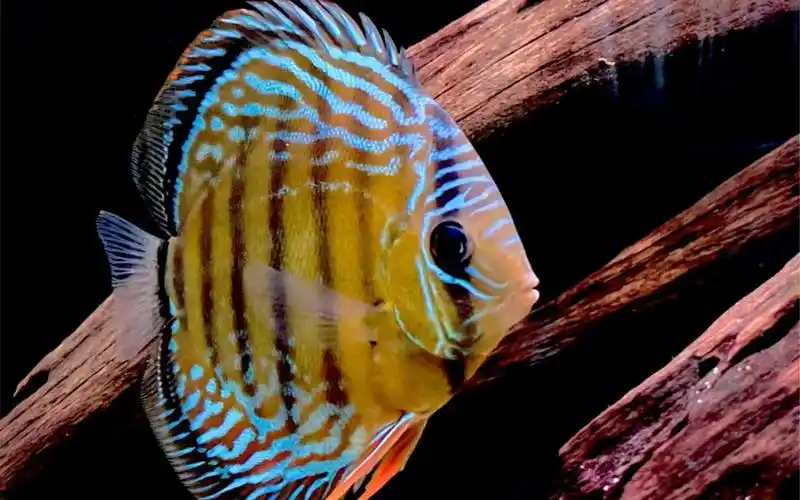 那些年我养过的野生七彩神仙