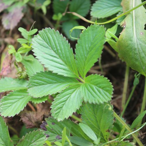 蛇含四川特产新鲜皮草全草野生中草药委陵五皮其他药食同源食品