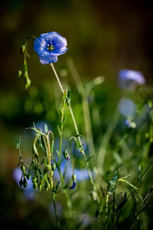 兰花亚麻适宜岩石园,花境,盆栽及成丛