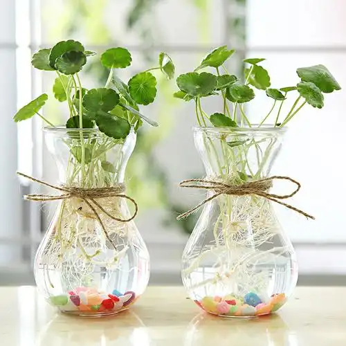 水培植物铜钱草盆栽含玻璃瓶室内桌面绿植花卉水养植物根茎吸甲醛