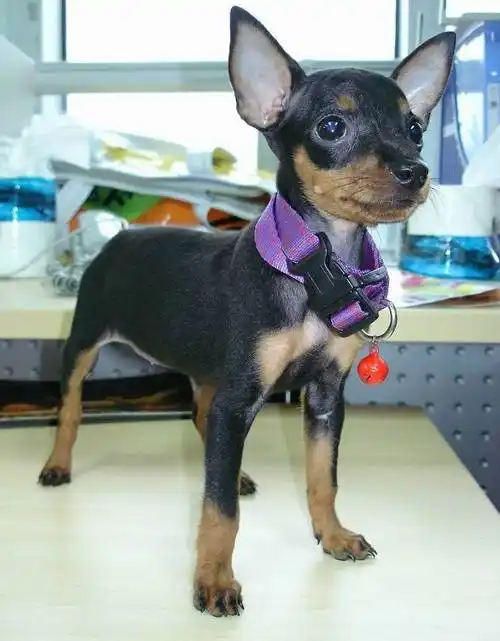 所以也被人们称之为鹿犬,起源于德国,是一种动作灵活的小型犬,背毛很