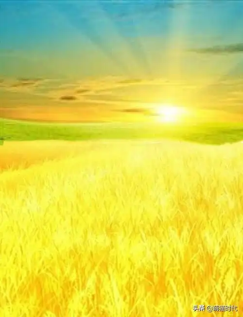 「英短篇」被称为"招财猫"的金渐层有哪些特征?|详解须知