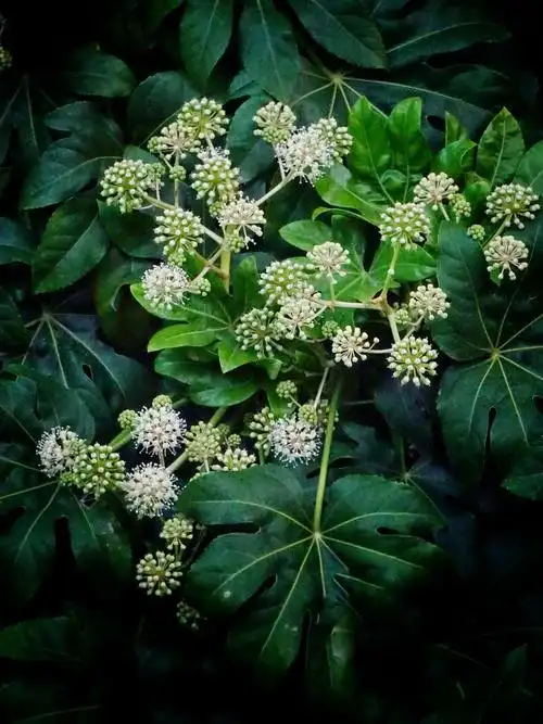 八角金盘花,开在冬天的花 - 美篇