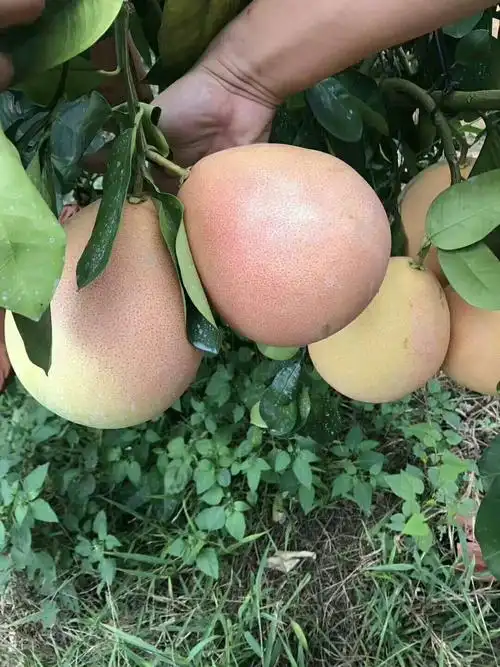 三红蜜柚 2斤以上