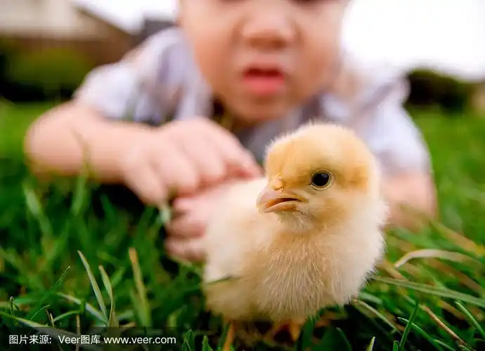 宝宝的小鸡