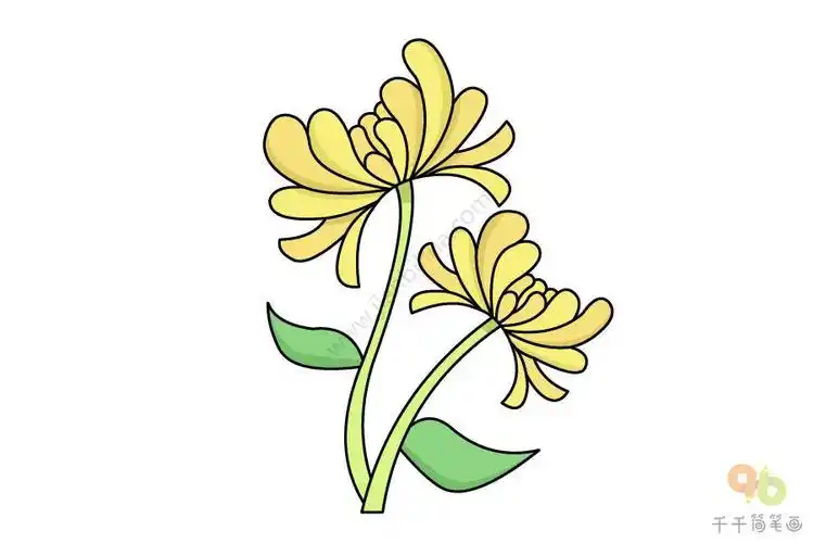 简笔画玛格丽特菊万寿菊简笔画怎么画艳丽的万寿菊简笔画万寿菊简笔画