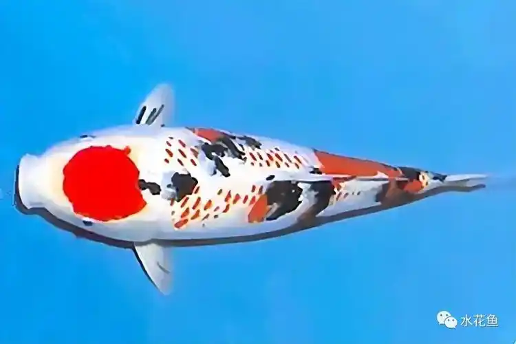 水生生物图文欣赏(15):锦鲤八大类七十六种_观赏鱼类_西南渔业网 水花