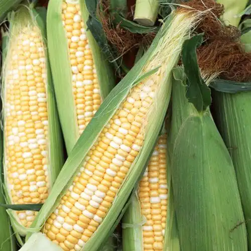 水果特产绿色食品云南包谷新鲜玉米棒玉米