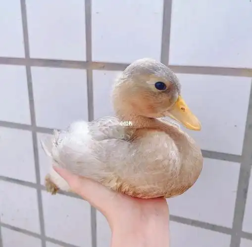 奶茶色柯尔鸭麦香妹妹