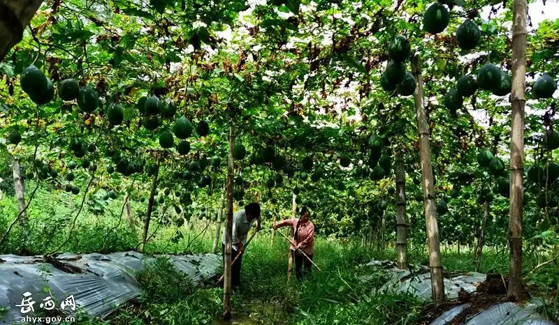 瓜蒌架下说丰年