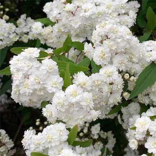 重瓣绣线菊小手鞠八重小手毬耐寒耐热多年生花灌木庭院阳台楼顶