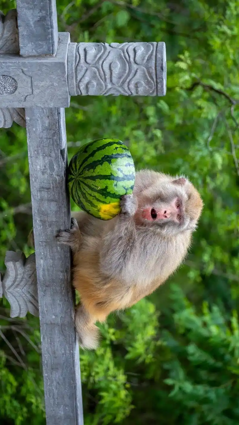 吃西瓜的猴子 - 抖音