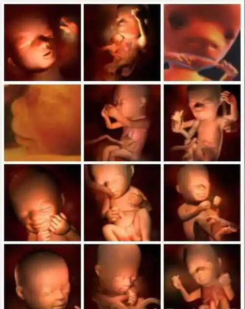 孕期1-10周胎儿发育全过程,看宝宝是如何在妈妈肚子里长大的