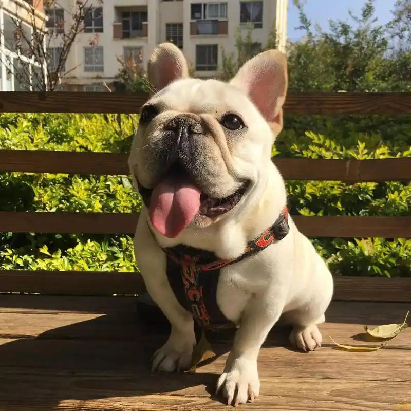 小法斗被放入娃娃机!当爪子伸向它时,却把围观人群都笑惨了!