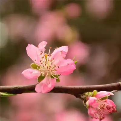 头像花朵图片盛开的粉色的桃花图片