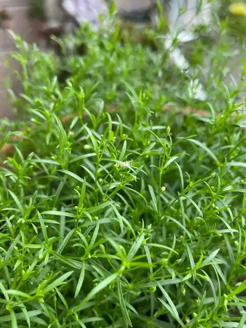 下了将近半个月的雨,满天星都不开花了家中墙壁都发霉了