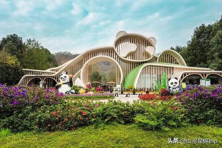 中国熊猫基地在哪里(国内几个最值得去的大熊猫基地)-心语百科