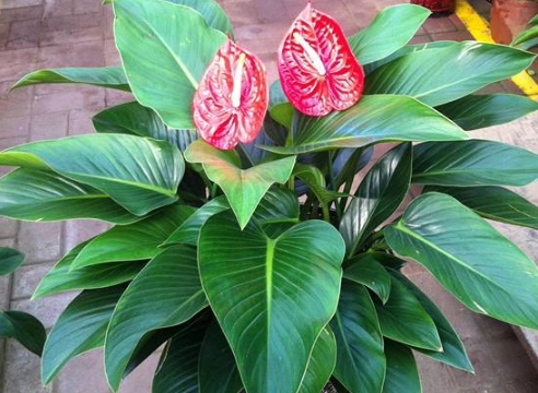 金钻花的花语是什么?金钻叶片发黄要怎么处理?