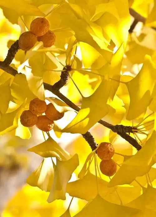 秋天银杏剪纸 手工剪纸图片大全简单-蒲城教育文学网