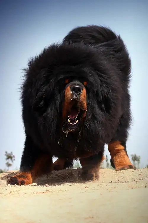 明明我也很害怕的可为什么