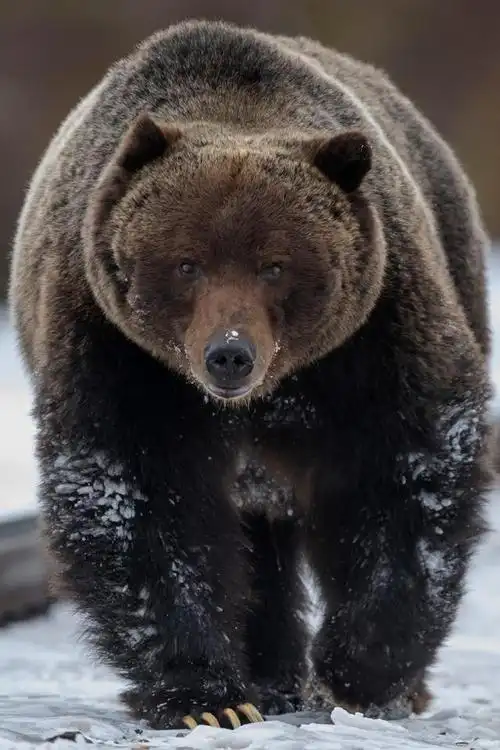 前不久,加拿大一位野生动物摄影师驾车出门办事,途中偶然遇到了该地区