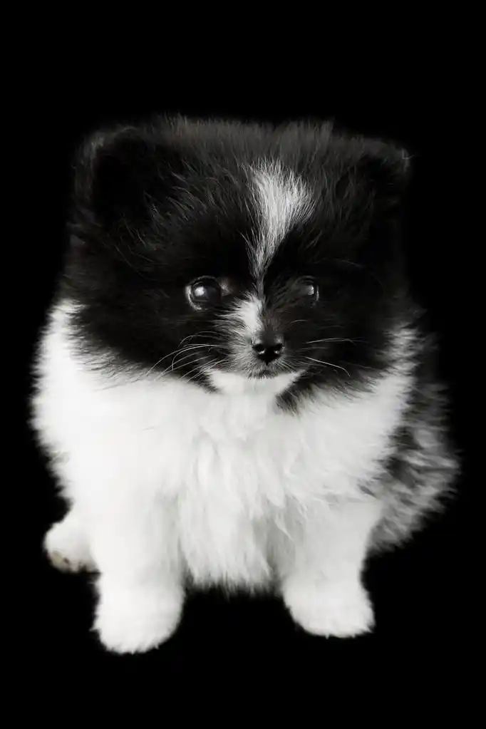 宝贝博美犬,博美犬隔离在黑色背景的纯面包宝宝