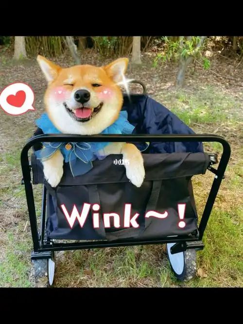 柴犬优优会wink的小修勾最可爱