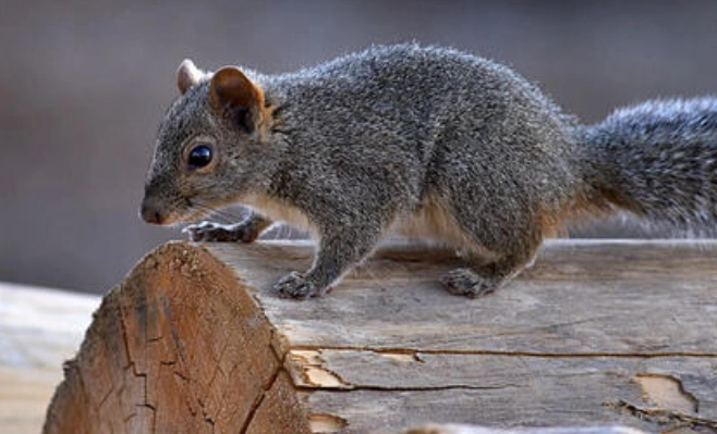 长吻松鼠可以养吗