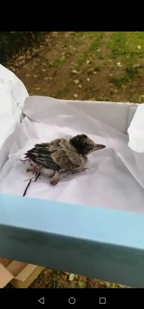 求助路上捡到一只受伤的灰喜鹊幼崽怎么办