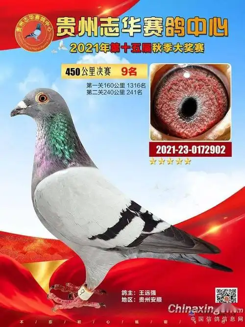 飞越山区王者加冕贵州志华获奖鸽开启纯网拍